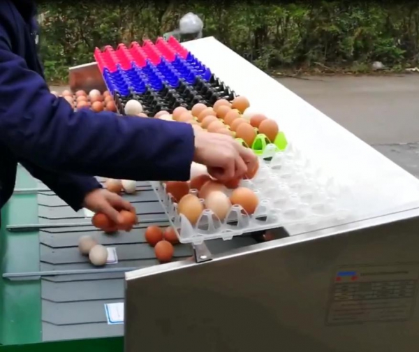دستگاه سورتینگ و بسته بندی تخم مرغ