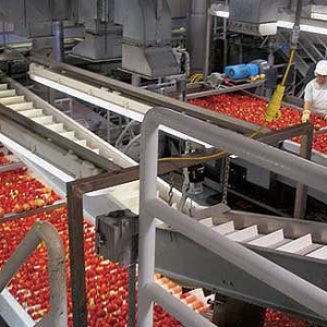 خط تولید رب گوجه فرنگی دامون مبنا